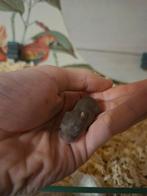 Russische dwerghamster te reserveren, Dieren en Toebehoren, Knaagdieren, Hamster, Geslacht onbekend, Tam, Oktober