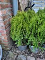 Thuja 7 stuks te koop, Tuin en Terras, Ophalen of Verzenden