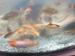 Te koop een mooie collectie van vissen !!, Dieren en Toebehoren, Vissen | Aquariumvissen, Vis