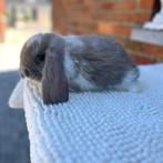 Franse Hangoren, Dieren en Toebehoren, Konijnen, Meerdere dieren, Groot, Hangoor, 0 tot 2 jaar