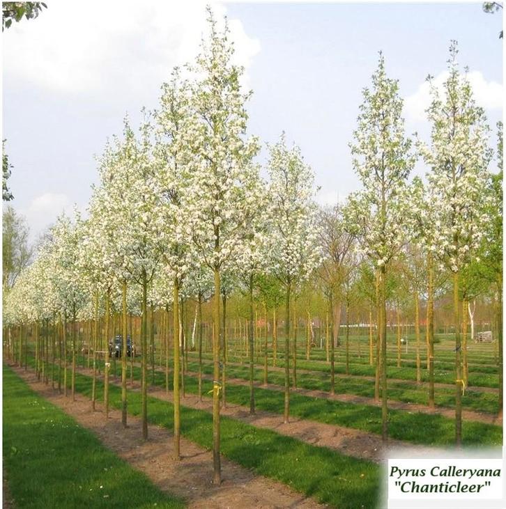 SIER-PERENBOMEN Pyrus Calleryana CHANTICLEER HOOGSTAM 38€/St, Tuin en Terras, Planten | Bomen, Zuilboom, 250 tot 400 cm, Volle zon