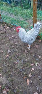 Raszuivere amrock haan, Dieren en Toebehoren, Mannelijk, Kip