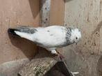 Iraanse duif, Dieren en Toebehoren, Vogels | Parkieten en Papegaaien