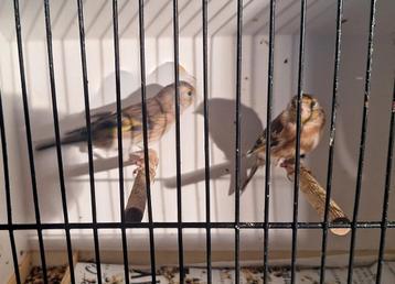 Distelvink x Kanarie - Pop beschikbaar voor biedingen