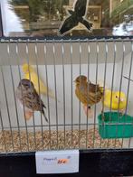 Kanaries, Dieren en Toebehoren, Vogels | Kanaries