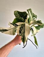 Monstera Albo Variegata Stekken | Marbled, Halfmoon, Ophalen
