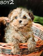 Schattige hypoallergene  MINI pups, België, Fokker | Hobbymatig, Overige rassen, CDV (hondenziekte)