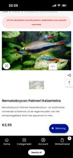 keizertetra, Dieren en Toebehoren, Vissen | Aquariumvissen