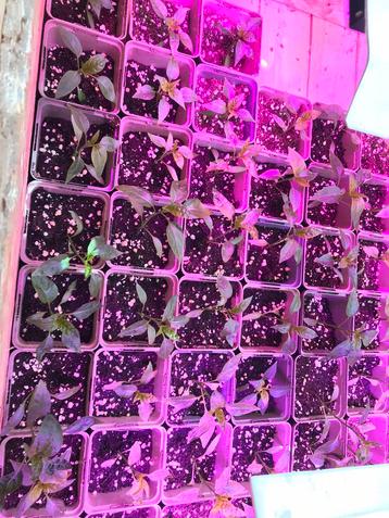Plant de piment Jalapeño, Enlèvement ou Envoi
