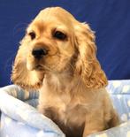 Superleuke Amerikaanse Cocker pups!, 15 weken tot 1 jaar, Reu, Buitenland, CDV (hondenziekte)