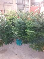 Sapin de Noël : nordman, épinette bleue : arbres frais, Enlèvement, Autres espèces, Arbuste, 100 à 250 cm