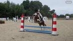 Knappe D-pony, Dieren en Toebehoren, Pony's, Merrie, B, D pony (1.37m tot 1.48m), 3 tot 6 jaar