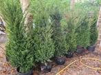 Taxus Baccata ca. 175 cm PROMO, Jardin & Terrasse, Plantes | Arbustes & Haies, Envoi, Taxus, Haie, 100 à 250 cm