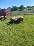 Grote rammen, Dieren en Toebehoren, Schapen, Geiten en Varkens, Mannelijk, Schaap, 0 tot 2 jaar