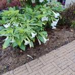 Brugmansia Arborea, Tuin en Terras, Planten | Tuinplanten, Volle zon, Vaste plant, Zomer, Ophalen