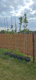 Liquidambar styraciflua 'Cathedral', Halfschaduw, Overige soorten, Lente, 250 tot 400 cm