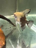 Poisson-ange, Animaux & Accessoires, Poisson