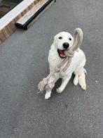 Golden retriever, Dieren en Toebehoren, Golden retriever, België, Particulier, 15 weken tot 1 jaar
