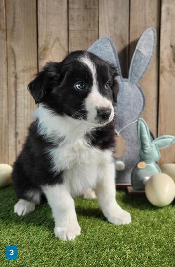 Australische herder / Aussi / Australian shepherd  beschikbaar voor biedingen