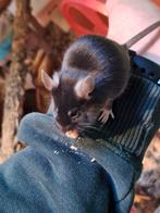 4 muisjes zoeken DRINGEND nieuw thuis!, Animaux & Accessoires, Rongeurs, Mâle, Domestique, Novembre, Souris