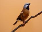 Witstuitgordelgrasvink - Poephila cincta cincta, Animaux & Accessoires, Oiseaux | Oiseaux Autre, Oiseau tropical, Bagué, Plusieurs animaux