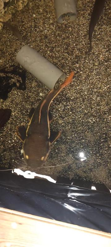 Mooie redtail van 60cm+ beschikbaar voor biedingen