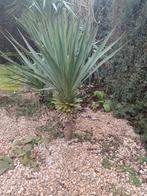 Yucca winterhard, Jardin & Terrasse, Enlèvement