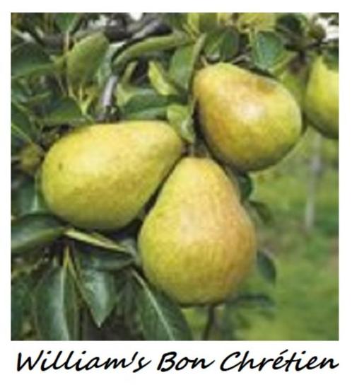 PERENBOMEN: oa WILLIAM'S, SAINT-RÉMY, CONFERENCE,... 15€/st, Tuin en Terras, Planten | Tuinplanten, Vaste plant, Fruitplanten