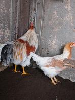 Koppel leghorn, Dieren en Toebehoren, Pluimvee, Meerdere dieren, Kip