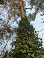 Gratis brandhout dennenbomen, Enlèvement