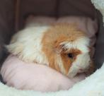 Prachtige bewezen cavia zeug, Dieren en Toebehoren, Knaagdieren, Vrouwelijk, Cavia, Tam