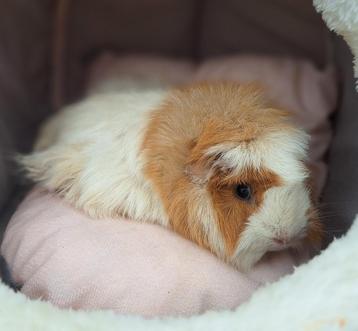 Prachtige bewezen cavia zeug beschikbaar voor biedingen