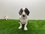 Dwergteckel pup