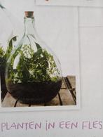 Dame Jeanne groen, Ophalen, 50 tot 75 cm, Groen, Glas