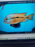 Vissen, Animaux & Accessoires, Poissons | Aquariums & Accessoires, Enlèvement