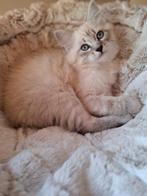 Siberische Neva masquerade kitten, Kater, Gechipt, 0 tot 2 jaar