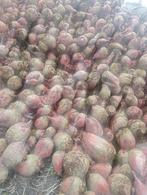 Handgerooide voederbieten te koop in Buggenhout, Zakelijke goederen, Landbouw | Veevoer, Ophalen of Verzenden