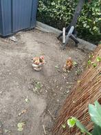 Kochin kriel haan, Mannelijk, Kip