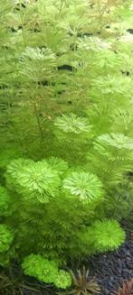 Limnophila Heterophylla (plante aquatique), Ophalen of Verzenden, Nieuw, Plant(en), Steen of Hout