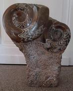 Grande assiette de 2 ammonites - goniatites sur un pied, Fossile, Enlèvement ou Envoi