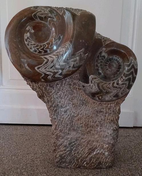 Grande assiette de 2 ammonites - goniatites sur un pied, Collections, Minéraux & Fossiles, Fossile, Enlèvement ou Envoi