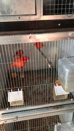 Kanaries roden te koop koppels  2025 gerind, Animaux & Accessoires, Enlèvement, Comme neuf