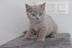 kittens britse korthaar,ouders met mooie stamboom, Animaux & Accessoires, Chats & Chatons | Chats de race | Poil ras, Vermifugé