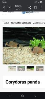 Corydoras panda locatie maastricht, Dieren en Toebehoren