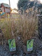 Grassen Pennisetum 'Alopecuroides', Enlèvement