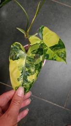 Philodendron burle marx variegata, Huis en Inrichting, Kamerplanten, Ophalen of Verzenden