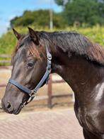 Zwarte dressuur parel, Dieren en Toebehoren, Paarden, Gechipt, Ruin, Dressuurpaard, 160 tot 165 cm