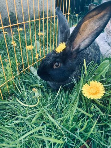 Lapin geant des flandres, Animaux & Accessoires, Lapins, Mâle