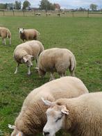 6 Ooien 1,5 jaar swifter Texel 200 euro/stuk, Dieren en Toebehoren, Schapen, Geiten en Varkens, Vrouwelijk, Schaap, 0 tot 2 jaar