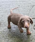 Dwergteckel pup, Dieren en Toebehoren, Honden | Teckels en Dashonden, België, Fokker | Hobbymatig, 8 tot 15 weken, Korthaar